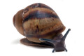 Archachatina marginata ovum Nigeria XXL juvenil